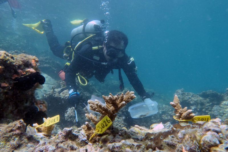 A diver inspects transplanted coral near Dibba Port in Fujairah, United Arab Emirates