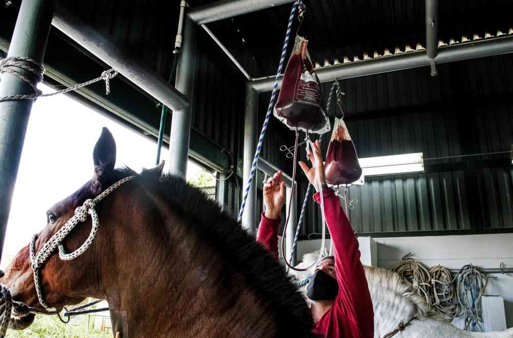 بلازما دم الحصان يتقدم في الاختبارات ضد كورونا