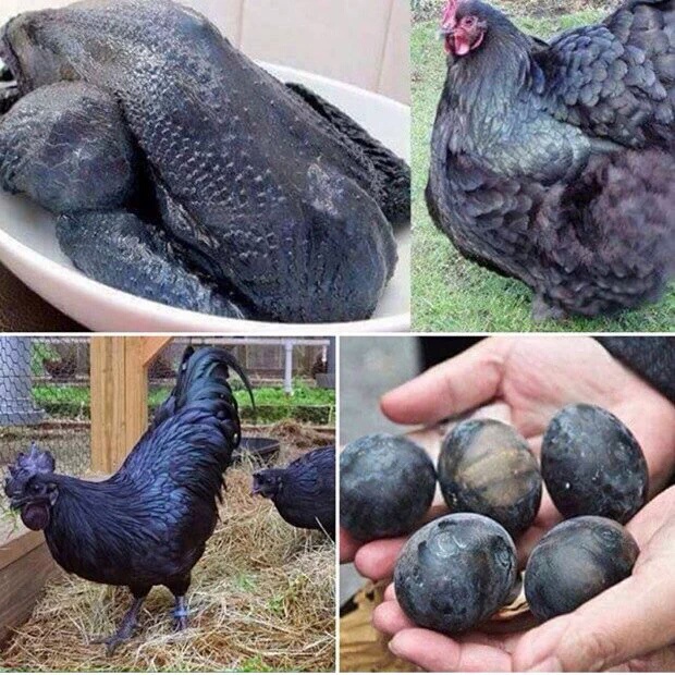 الدجاج الأسود